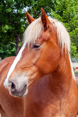 Obraz premium portrait of a horse