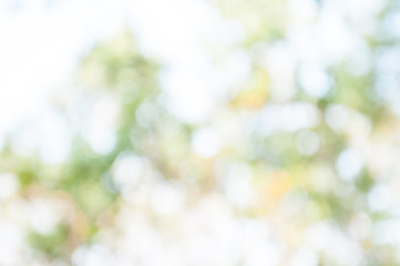 Fototapeta premium Natural outdoors bokeh in green and yellow tones