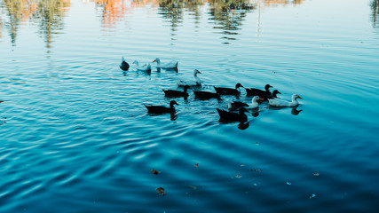 ducks in the water reflections in water