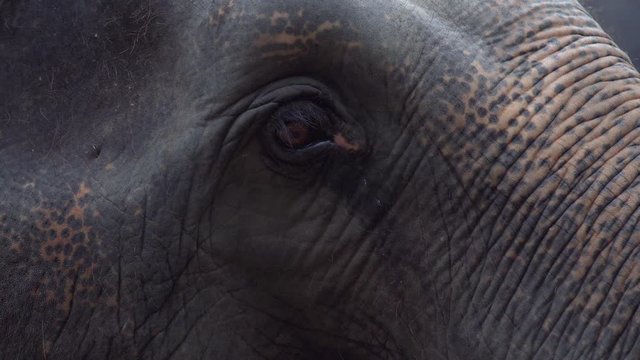 Close-up zoom of Elephant Eye while The elephant is moving his head. footage video b-roll scene 4k.