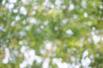 Obraz premium Natural outdoors bokeh in green and yellow tones