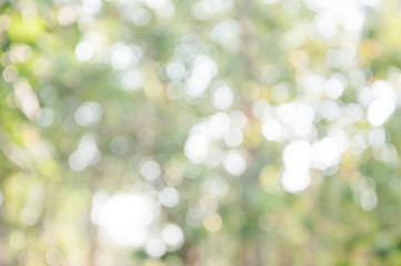 Natural outdoors bokeh in green and yellow tones