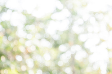 Obraz premium Natural outdoors bokeh in green and yellow tones