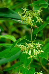 Cowslip creeper flower