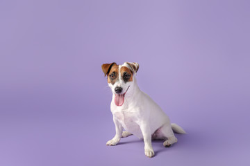 Cute Jack Russell Terrier on color background