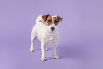 Cute Jack Russell Terrier on color background