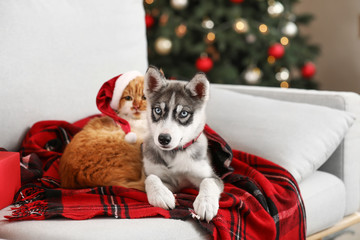 Cute cat with dog resting on sofa at home on Christmas eve
