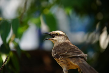 Chalk-browed Mockingbird on a branch