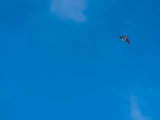 Obraz na płótnie Canvas Flying crow carry piece of bread for baby birds