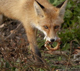 red fox