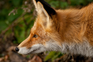 red fox