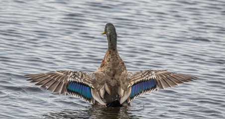 beautiful male drake mallard in northwest Pennsylvania  with wings spread 