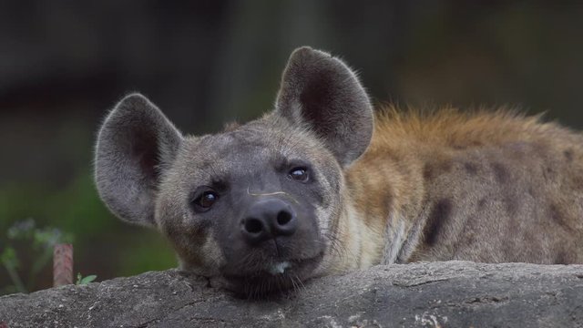 Older cute hyena at zoo looking around. footage video 4k.
