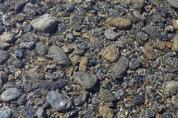 きれいな水の浅瀬