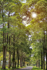 Empty street with green tree in great garden park