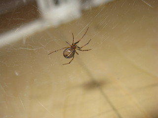 Spider