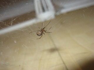 Spider