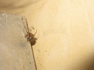 Spider