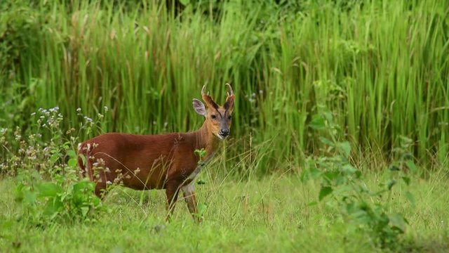 barking deer walking in Khao Yai National Park