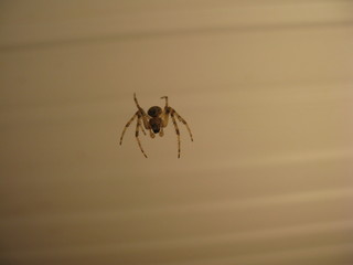 Spider