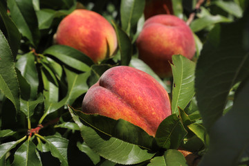 Ripe peaches on the tree closeup, shallow focus