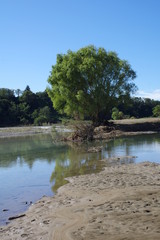 川辺に生えた木