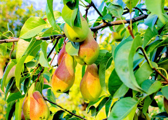 Pear tree.