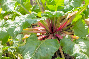 Organic beetroot growing on vegetable bed.