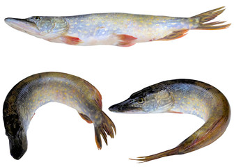 Fish pike.