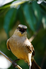 Chalk-browed Mockingbird on a branch