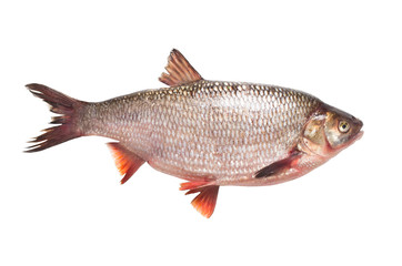 Freshwater fish ide on a white background