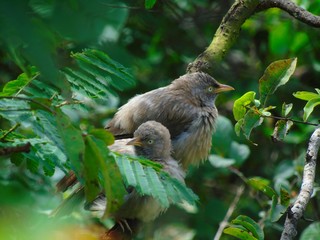 bird on a branch