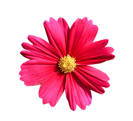 Cosmos flowers with colorful bright red color petal and yellow pollen blooming top view isolated on...