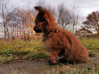 dog on grass © Przemek