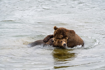 Two juvenile brown bears play fighting in the Brooks River, Katmai National Park, Alaska, USA