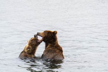 Two juvenile brown bears play fighting in the Brooks River, Katmai National Park, Alaska, USA