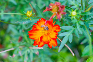close up bee in red flowers in the park with blured background