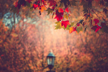 Autumn color in Hyde Park UK