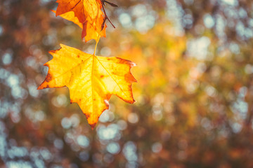 Autumn color in Hyde Park UK