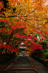 Fototapeta na wymiar Autumn leaves Kyoto Japan