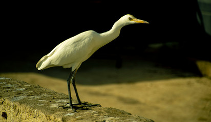 Cattle Egret