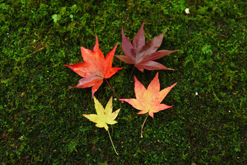Autumn leaves Kyoto Japan