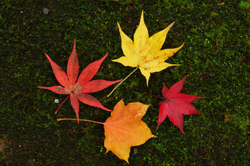 red maple leaves
