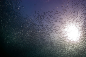 A large school of bait are a source for food for dolphins and other predators