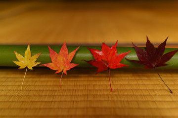 autumn leaves on bamboo
