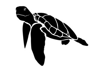 Obraz premium graphic sea turtle,vector illustration of sea turtle,vector of turtle design on a white background