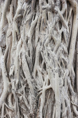 Natural banyan tree root path floor ground background.
