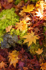 Autumn leaves Kyoto Japan