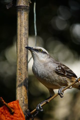 Chalk-browed Mockingbird on a branch