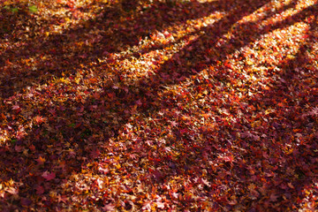 autumn leaves background kyoto japan